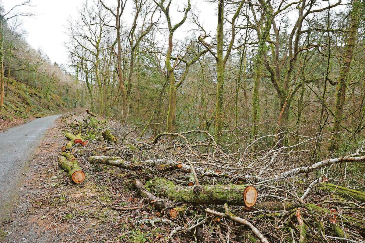 Plant pest threat to woodlands