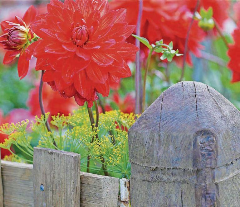 Expert advice How to make your allotment look pretty