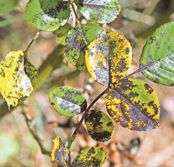 Expert advice How to treat blackspot on roses