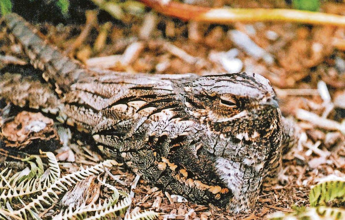 Watch out for well-camouflaged nightjars – if you can spot them