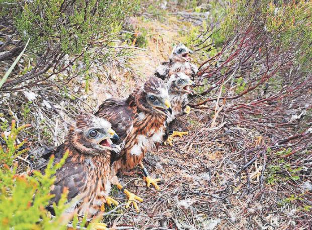Hen harrier deaths at a record high says RSPB