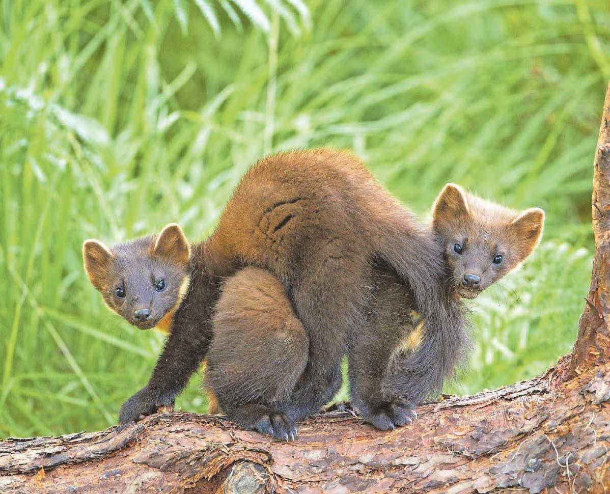 Delight as Dartmoor pine martens have first young