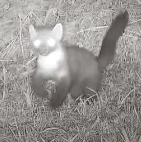 Mendips may have first pine martens in century