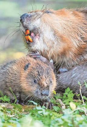 Nature is ‘real winner’ as river project praised