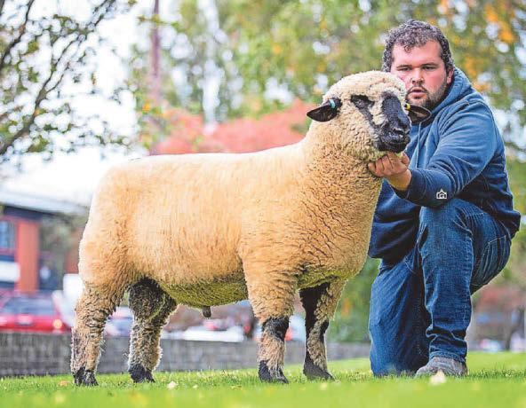 Record-priced ram lamb to join West Country flock