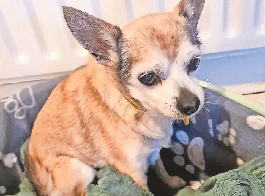 'Oldest rescue dog' Tiny needs a new home at 18