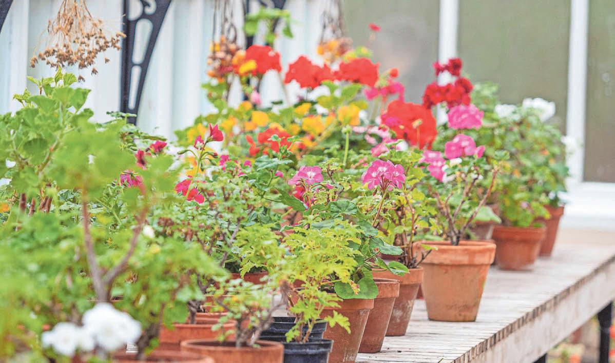 Expert advice Gardening jobs for October