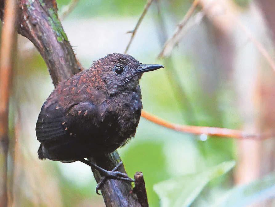 Majority of the world's bird species in decline