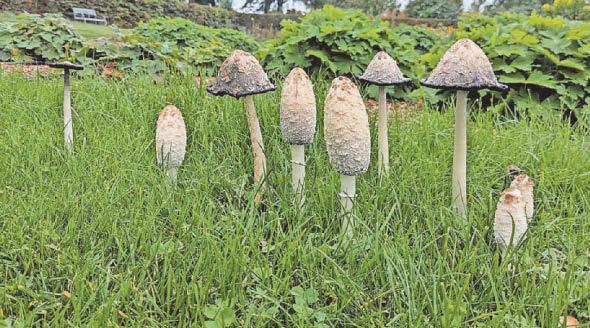 Record numbers as RHS sees fungi in a new light