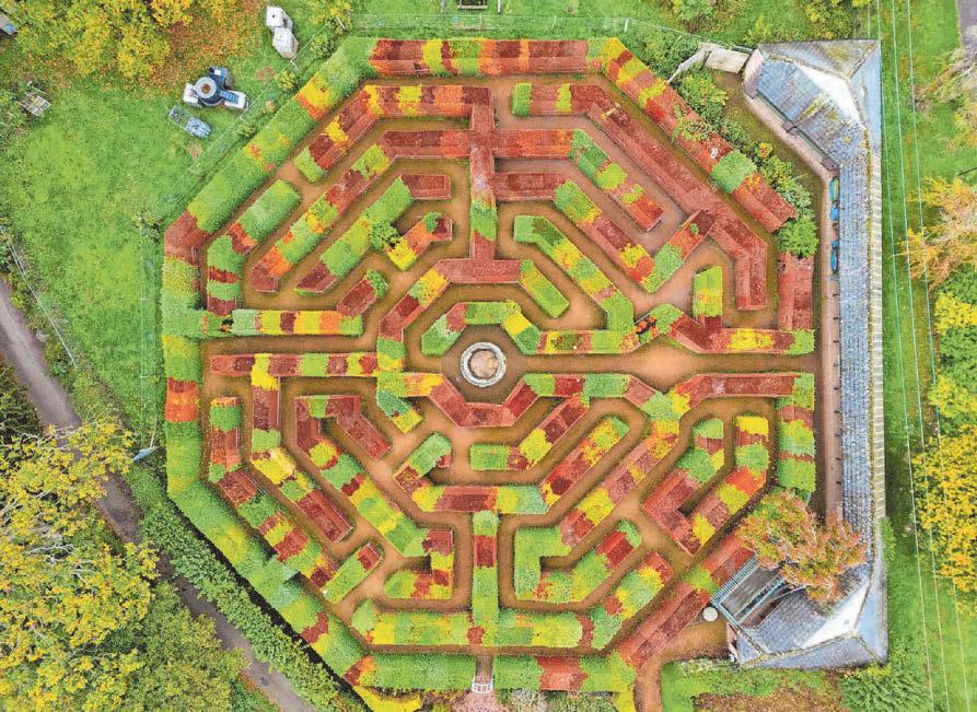 Popular maze flooded with autumnal colours