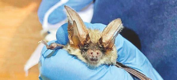 West reserve proves a stronghold for rare and secretive bat
