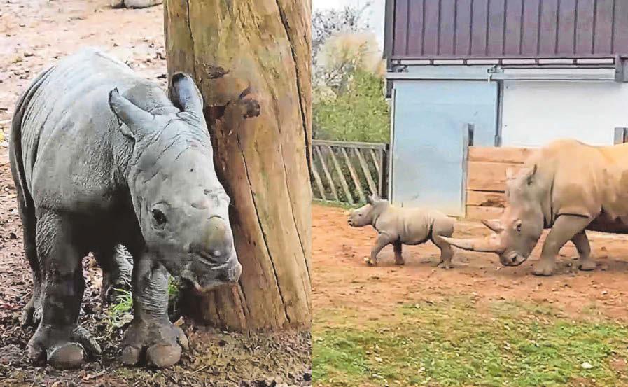 Keepers get rare insight into little rhino’s arrival