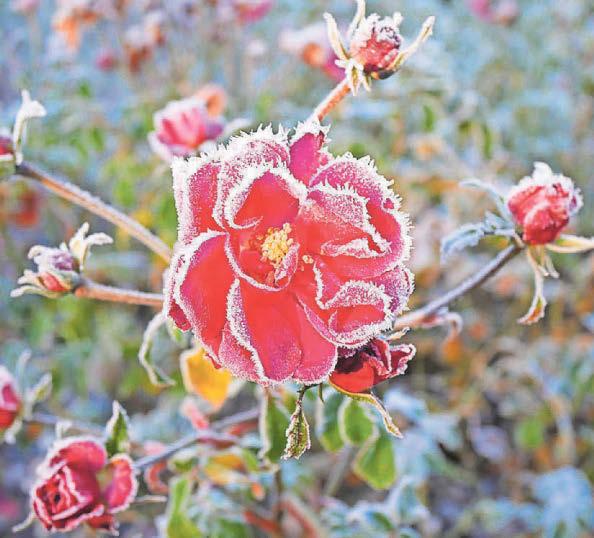 Expert advice Protecting plants from frost