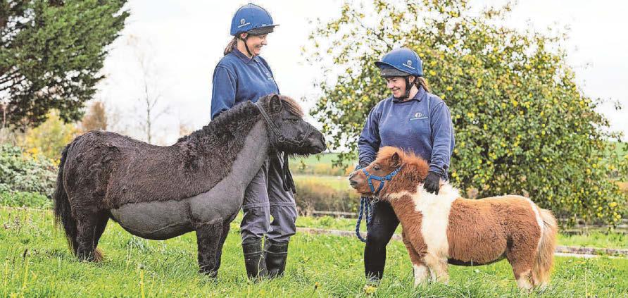 Pint-sized pony Pam and her rescue mum need new home