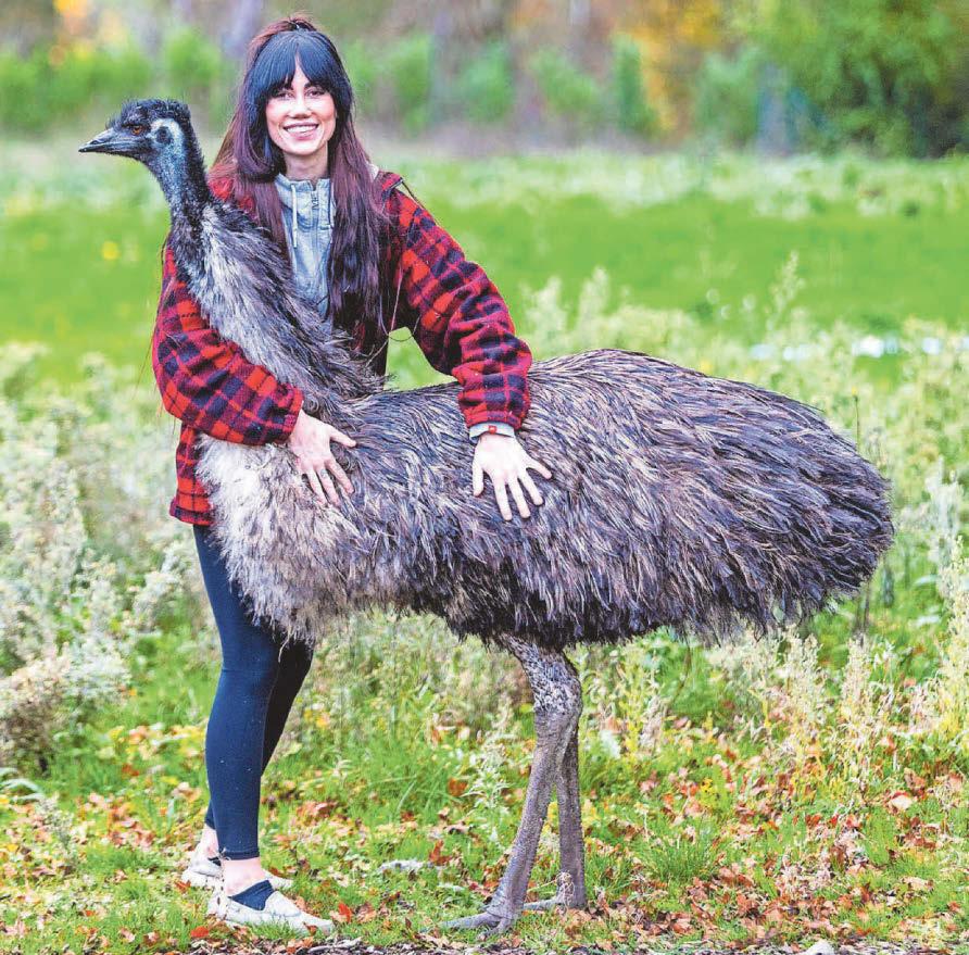'Spoilt' emu rules roost, admits West bird-lover