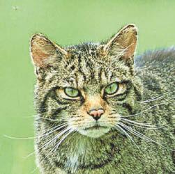 Hopes wildcats could return to West Country woodlands