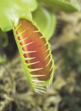 Plants your kids can get excited about