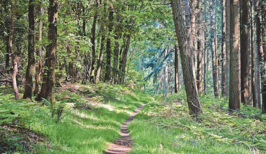 Brits unaware of woods decline