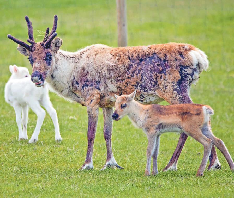 Council ruling may lead to reindeer cull at farm