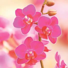 Orchids bring joy to winter