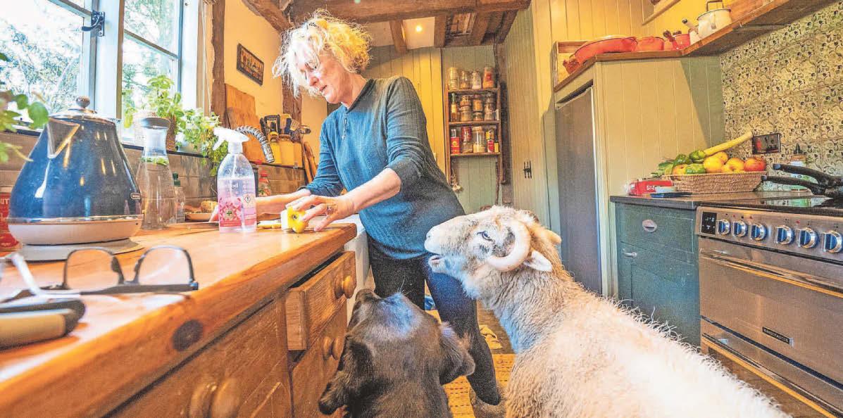 'Sheep-dog' enjoys a biscuit about the house