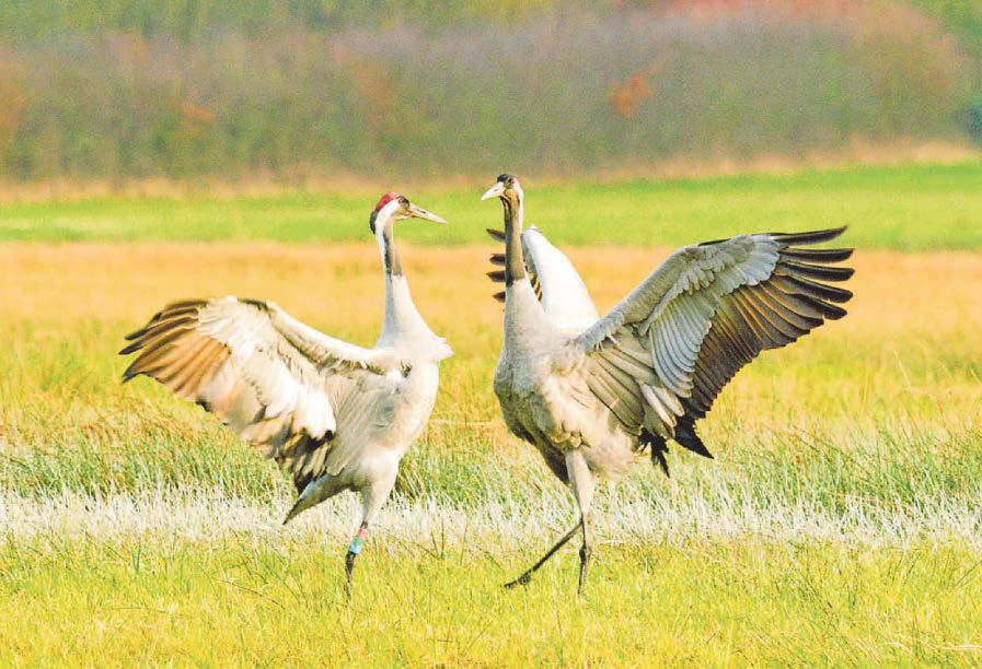 Booming bitterns and cranes: RSPB celebrates nature wins