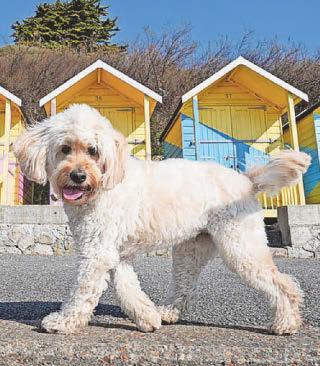 Study reveals climate impact of dog food