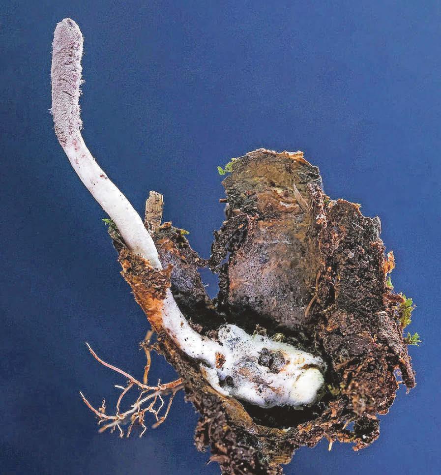 'Zombie' fungus and strange snowdrop in top new species