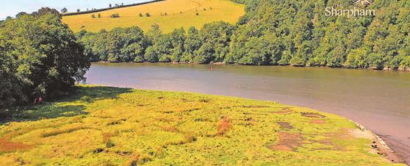 Funding will aim to restore riverside saltmarsh