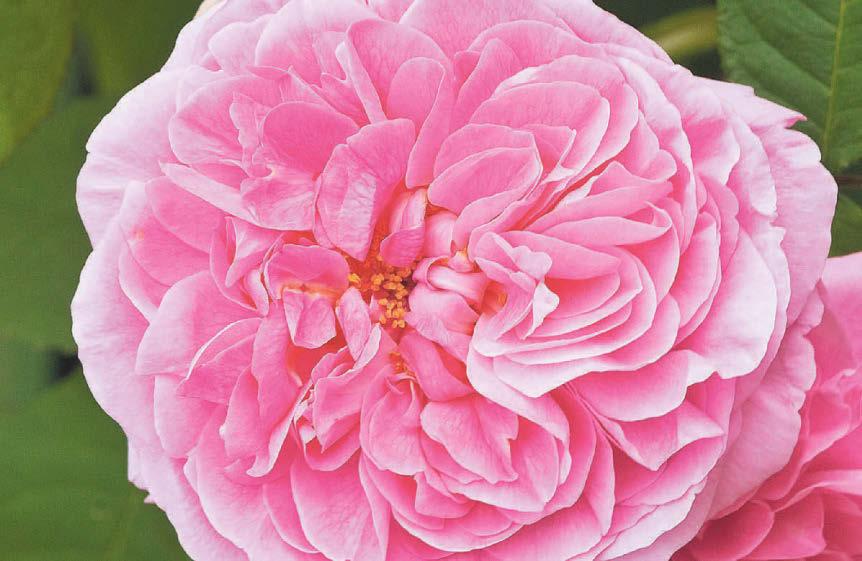 We're falling head over heels for reliable roses