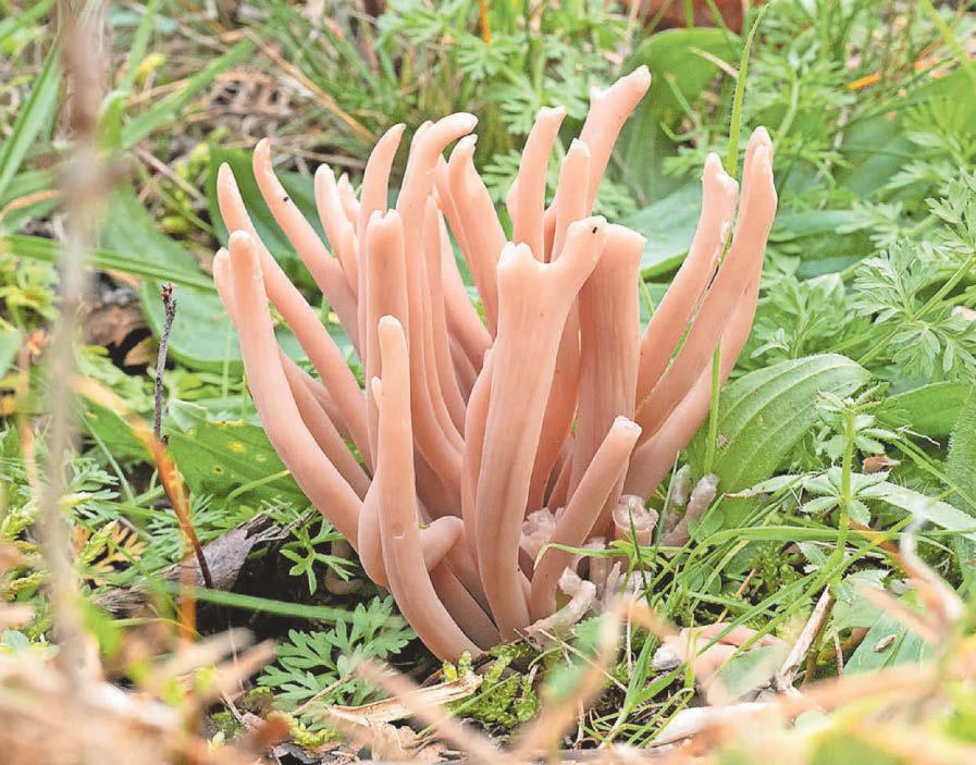 West group first to find rare pink fungus in UK