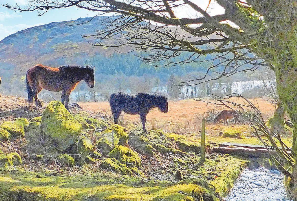 Win for campaigners in Dartmoor grazing battle