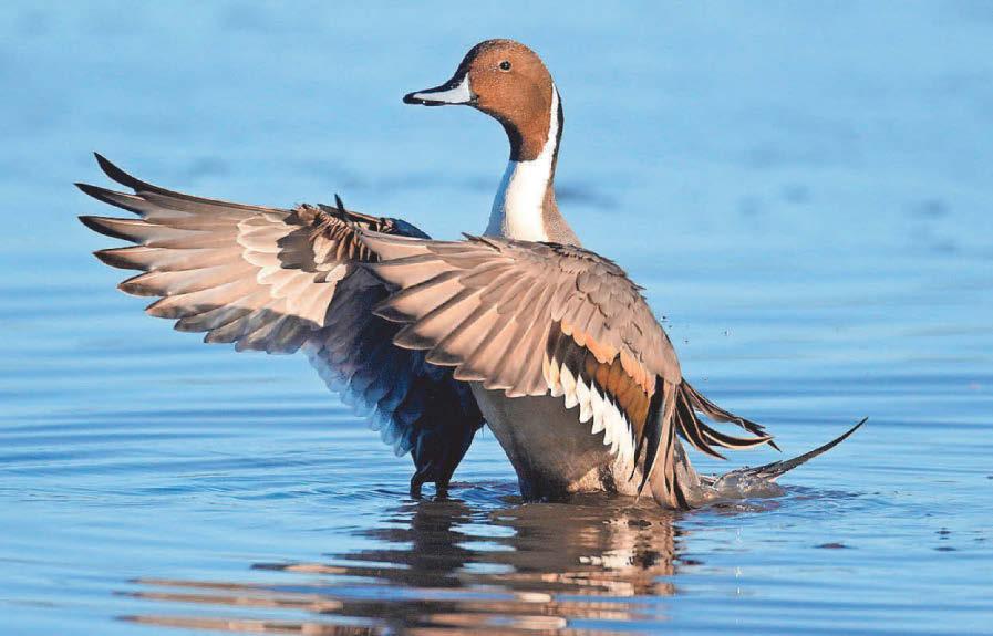 Shooting rules to protect declining bird species