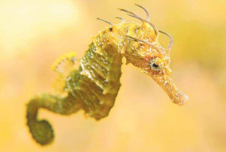 Species under threat to get a £90m lifeline
