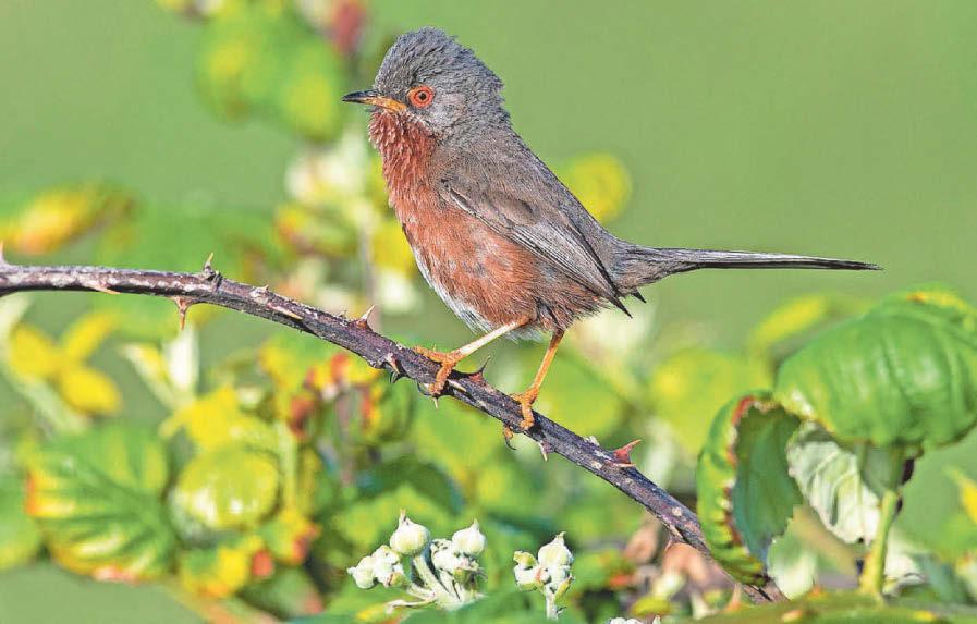 Record year for Dartford warblers