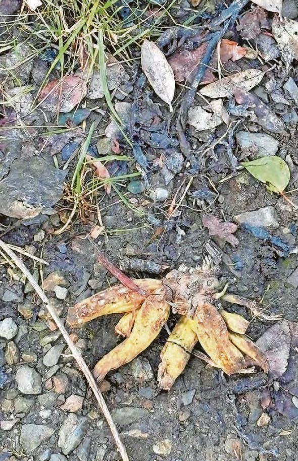 Toxic plant fears at river beach