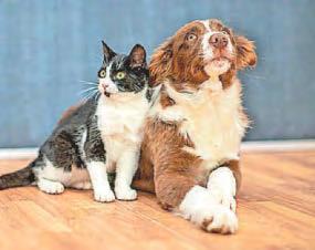 Creature comforts