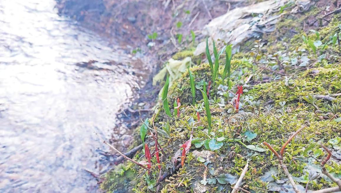 Warning as first signs of invasive species spotted