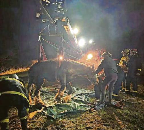 Swift action to rescue shire horse from a culvert