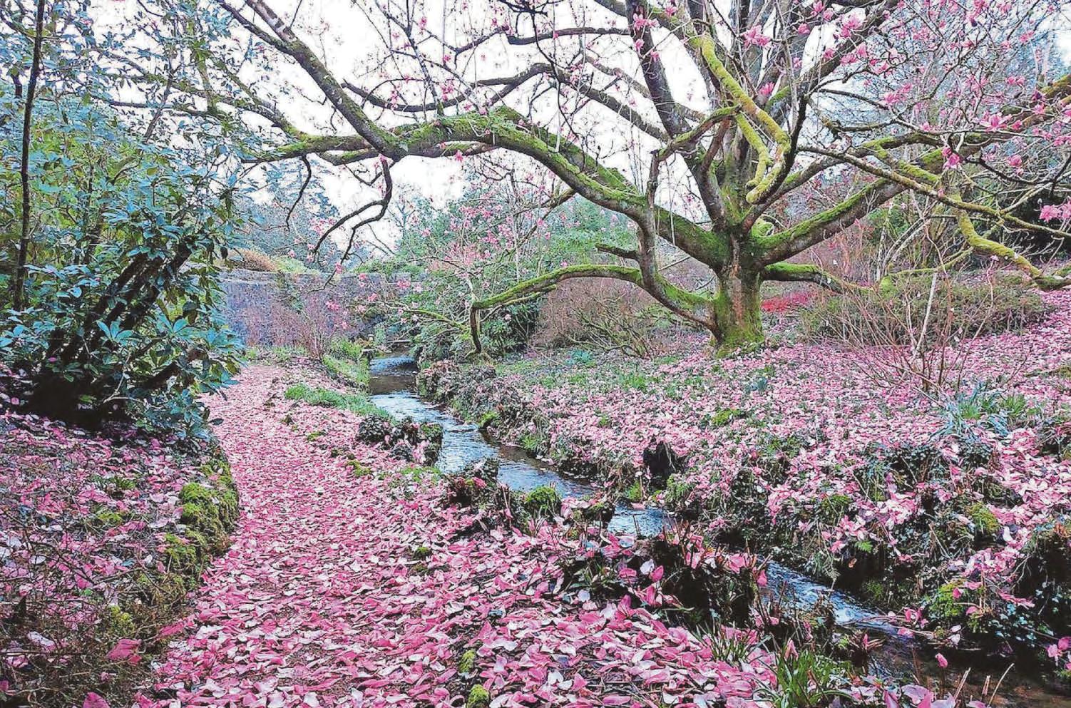 A carpet of pink magnolia...
