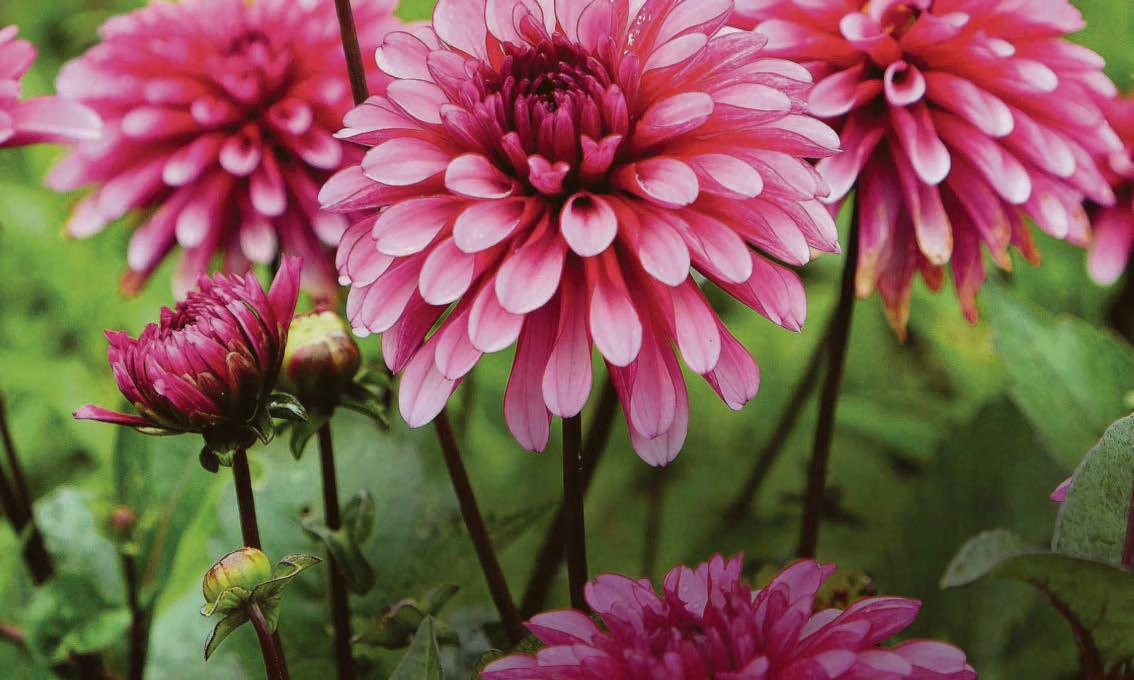 DAZZLING DAHLIAS
