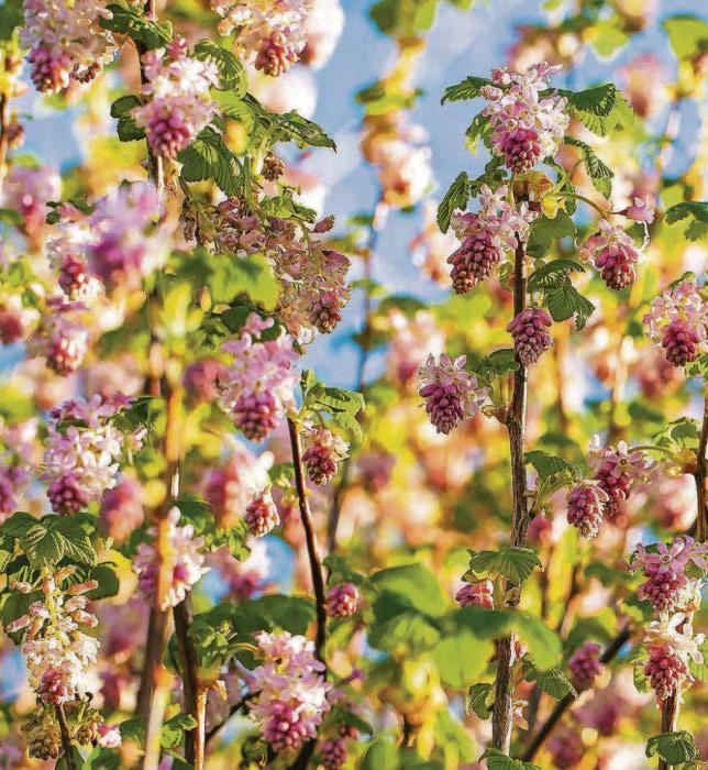 Currant affairs