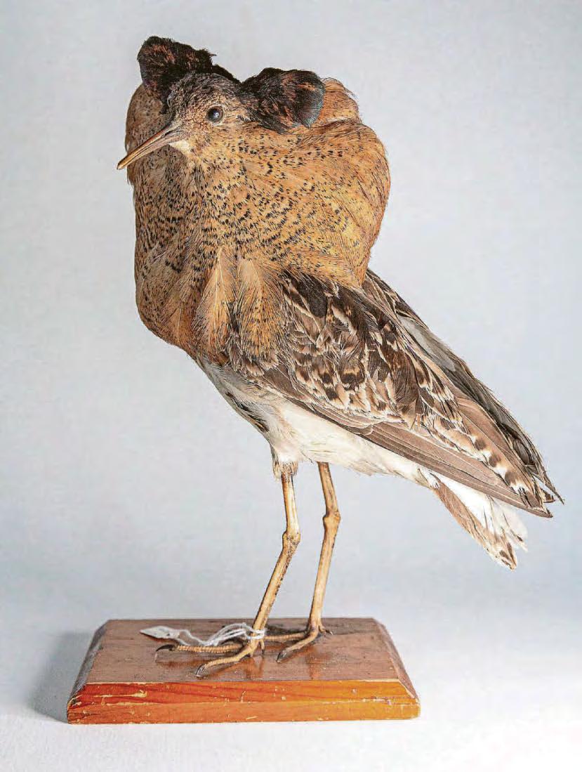 Preservation of wildlife