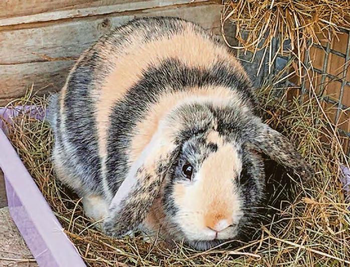 Sanctuary plea after Bluebell was abandoned