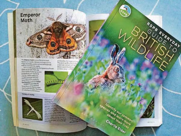 Nature guide focuses on our common wildlife
