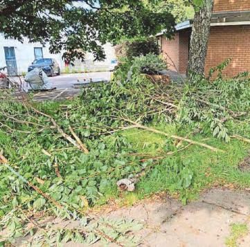 Chainsaw devastation at Hoe site prompts probe