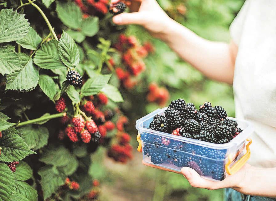 Blackberry picking warnings
