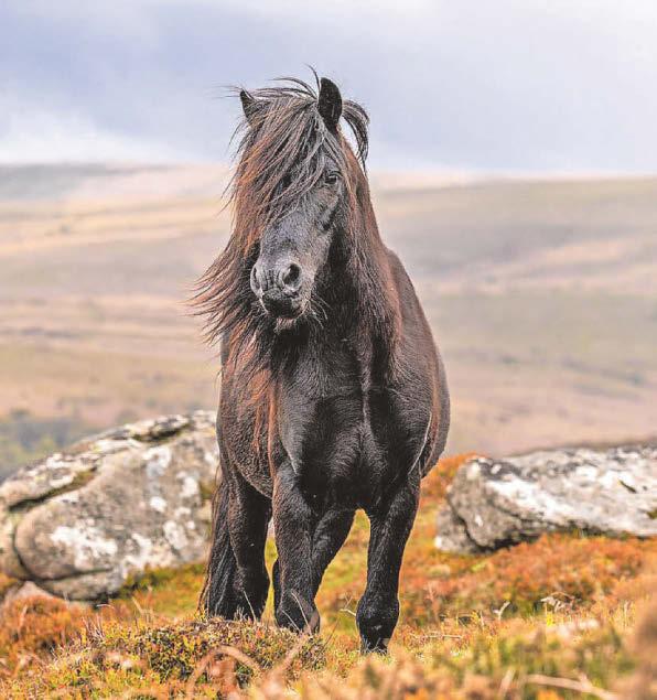 Dartmoor ponies to get their own 'passports'