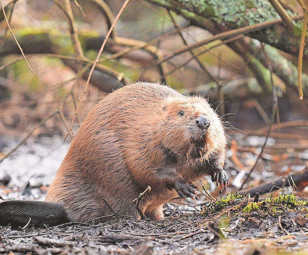 UK may miss 2030 nature target