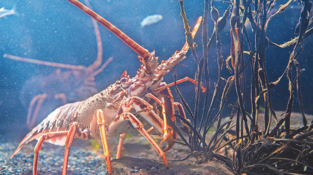Aquarium welcomes spiny lobsters